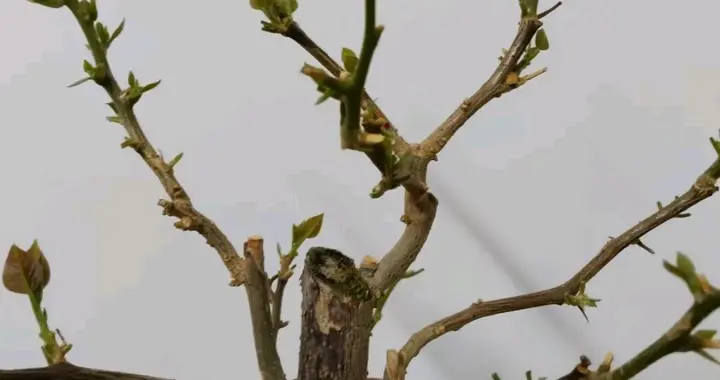 三角梅套袋10天没发芽？90%花友都忽略了这3个“致命”的细节！