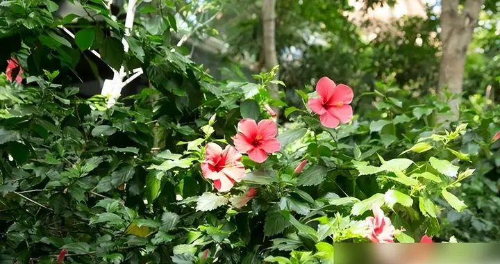 “花旺人不旺”，家里最好不要养这6种花