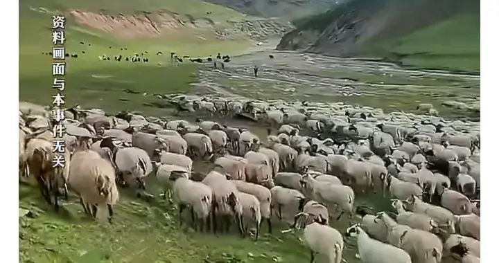 月薪1.6万招放羊人？背后真相太扎心