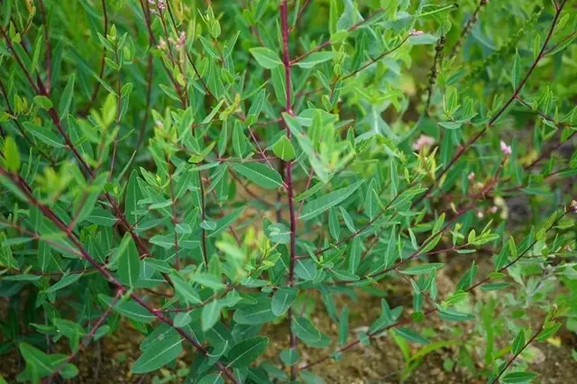 一个可以断根的降压方，能稳定降血压，堪称血管的“解压器”！