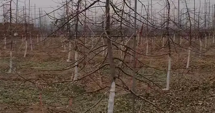 苹果园如何科学冬灌？