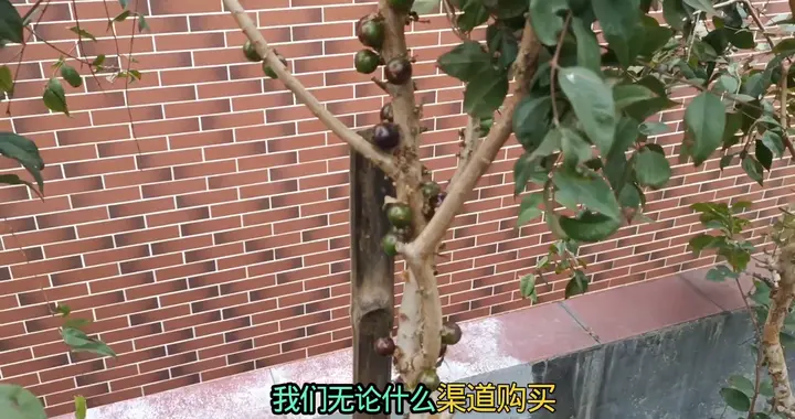 种嘉宝果第一步！什么苗子当年能挂果？