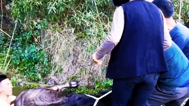 牛下塘洗澡起不来 了