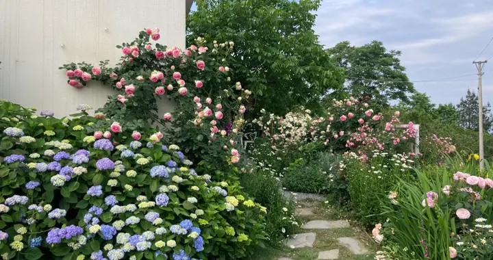 院子种花，是一笔最划算的投资