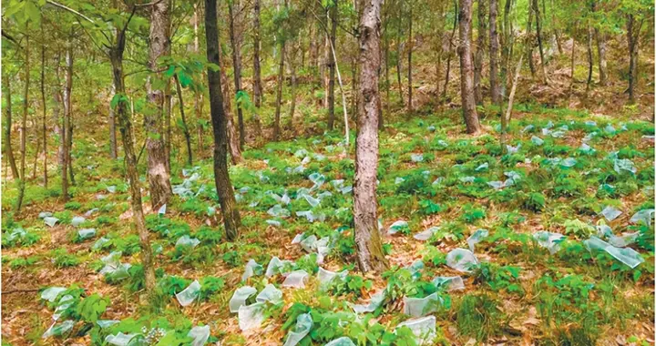 林下生境赋能：淫羊藿高效栽培技术体系构建与实践