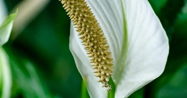 养白掌别乱浇水！做对3点，花苞蹭蹭冒