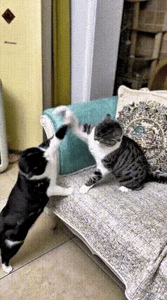 热心枫叶97：谁懂啊！一起长大的两只猫