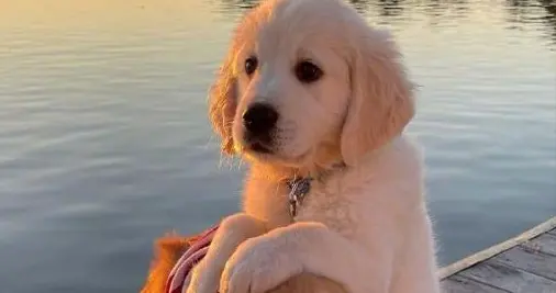 路遇狗狗“连在一起”，千万别手贱!母犬的苦，你真的承受不起