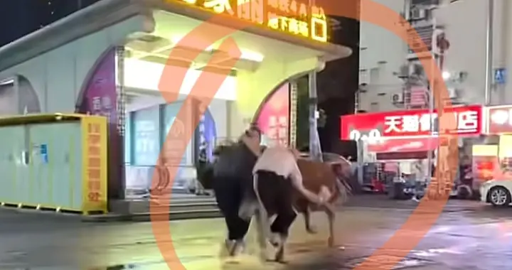 惊魂一夜！长沙街头待宰黄牛失控撞伤3人，特警深夜紧急出动