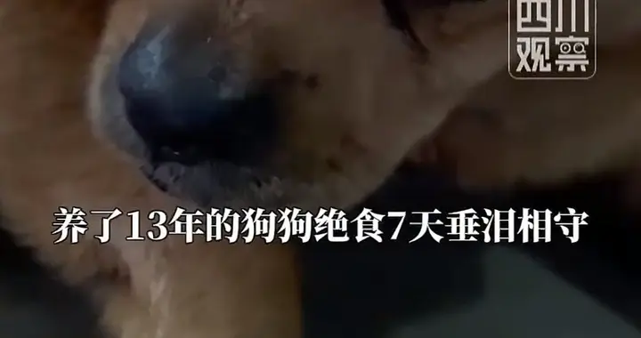 相伴13年爷爷骤然离世，狗狗绝食七日守灵不停落泪，看完令人感动