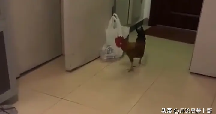 关注度仅次于伊朗战争!北京次渠嘉园杀鸡案搅得全城都沸腾