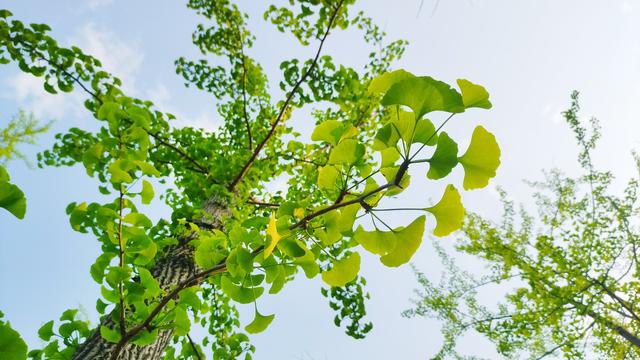向日葵的姿态：，除了钱什么最重