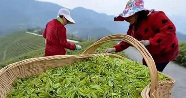 央视撕开助农骗局：27个茶农20个是演员，半年狂捞两千万黑心钱