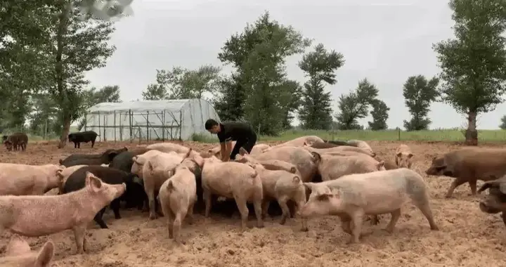 美媒：中国不可怕，可怕的是中国只用10万头猪，就解决了治沙难题