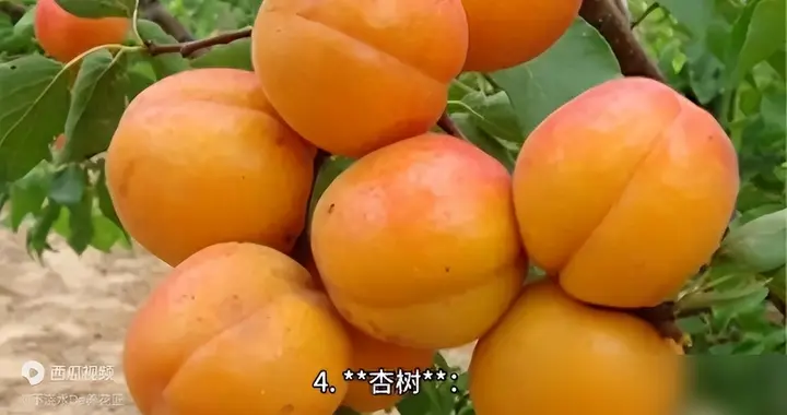 院子里适合栽种什么果树？