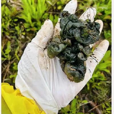 草原追野兔的猎手：春雨过后，山野珍品地皮