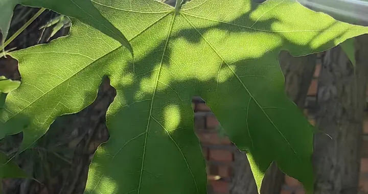 小令・晨光叶影