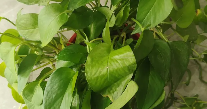 三年级小朋友的作文——我的植物朋友