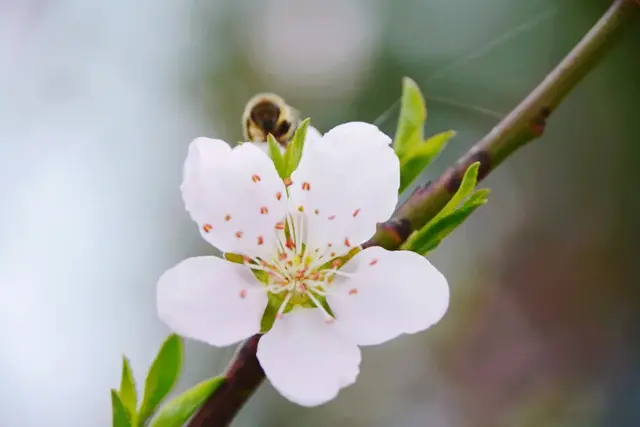 精选诗词｜凄风楚雨漫思涯，寂寞林姝彼岸花