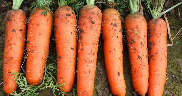 胡萝卜被关注！医生：常吃胡萝卜的甲状腺患者，可收获这6大好处