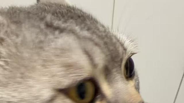 今夜一剑封侯：每天晚上我很困的时候，带猫