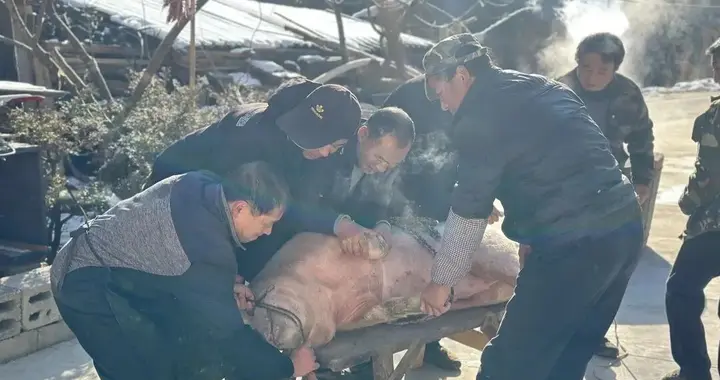 定西的年味，从“腊月八”杀猪开始