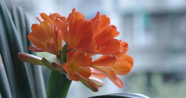 养君子兰总黄叶？是这3个坑没避开，照做一周救回