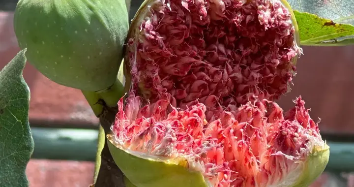 河北一女子无花果长成“食人花”，网友：好美好惊艳！
