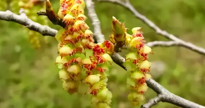曾全世界仅剩一株！警卫日夜看守，我国将种子送上太空只为拯救它
