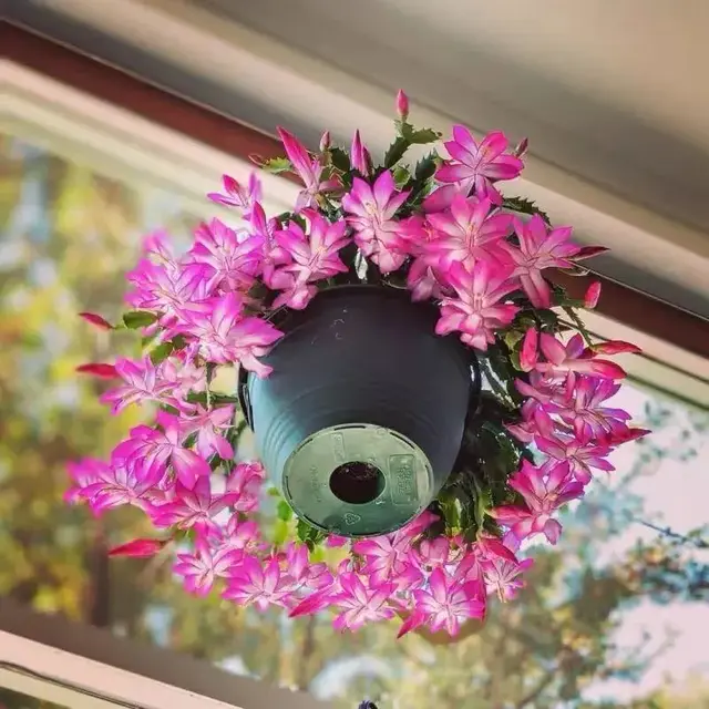 8款秋冬季节必养的花儿，一盆比一盆颜值高，新手也能轻松驾驭！