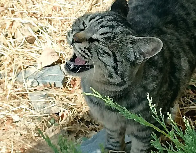 有灵性的猫咪，它的名字叫可乐