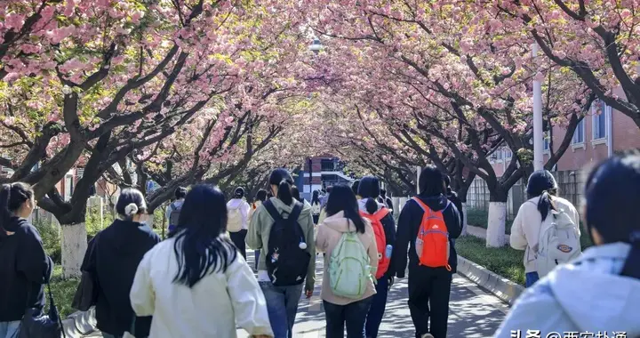 解锁西安赏花“隐藏机位”：这8所高校，把春天“卷”疯了！