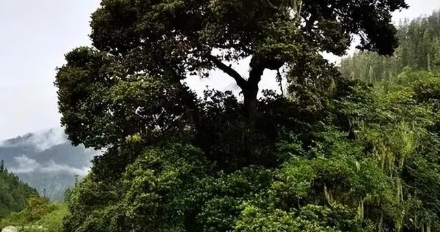 曾经是人们的主食，1棵结果数百斤，如今为何掉一地没人要？