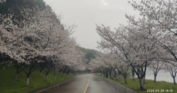 [磁湖樱赋] 樱漫磁湖 岁月安澜