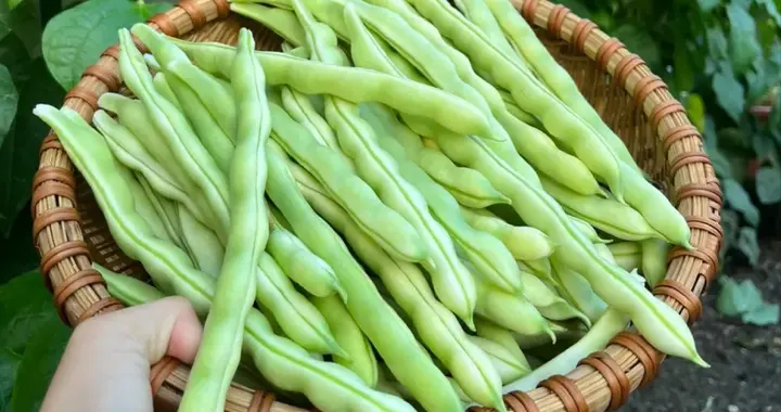 当一个东北人决定讲述消失的豆角味