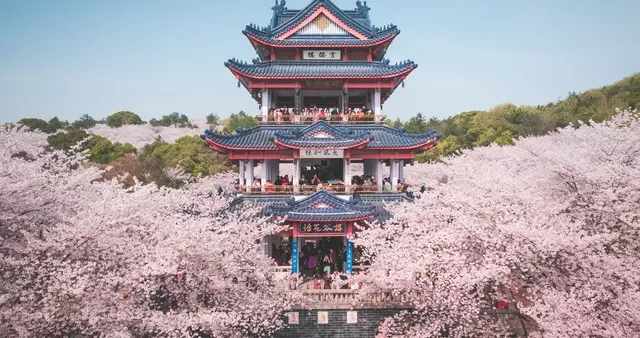 樱花还开在东京，树下赏花的人换了一代