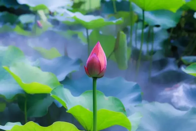 伏天起床后，第一件事不是排便，也不是喝水，早知道早受益！