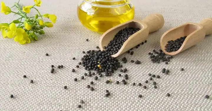 菜籽油再次成为关注对象！医生劝告：吃菜籽油时，一定要注意5点