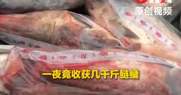 这就是钓鱼的快乐！钓友跨省夜钓，收获几千斤大鱼，塞满整辆轿车