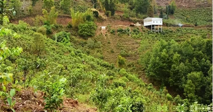 茶叶，比产能过剩更可怕的是：价格虚高，老百姓消费不起茶！