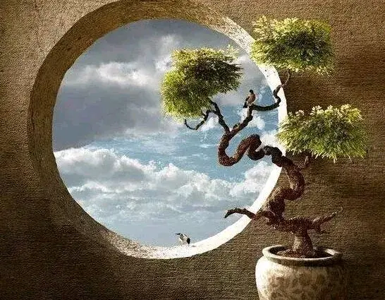 绝美盆栽，精品共赏