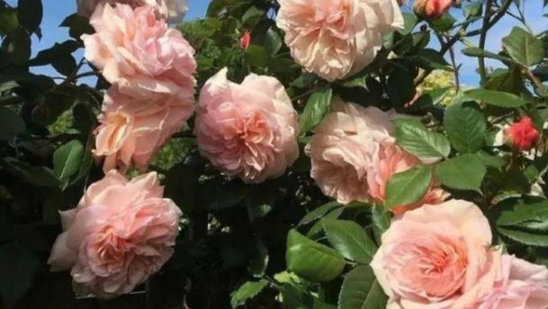 微凉说说：非常扎心的八句话：  半夜发朋