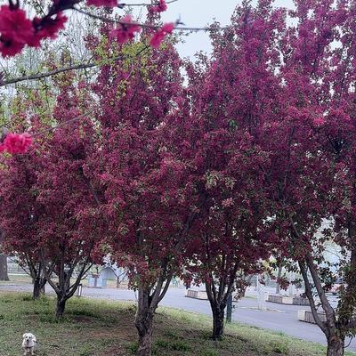 风趣淡看云卷云舒