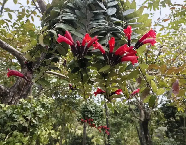 口红花：花冠似一支管状口红，很漂亮