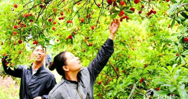 巜土货变网红的秘诀：镜头对准田间，就能撬动乡土财富》