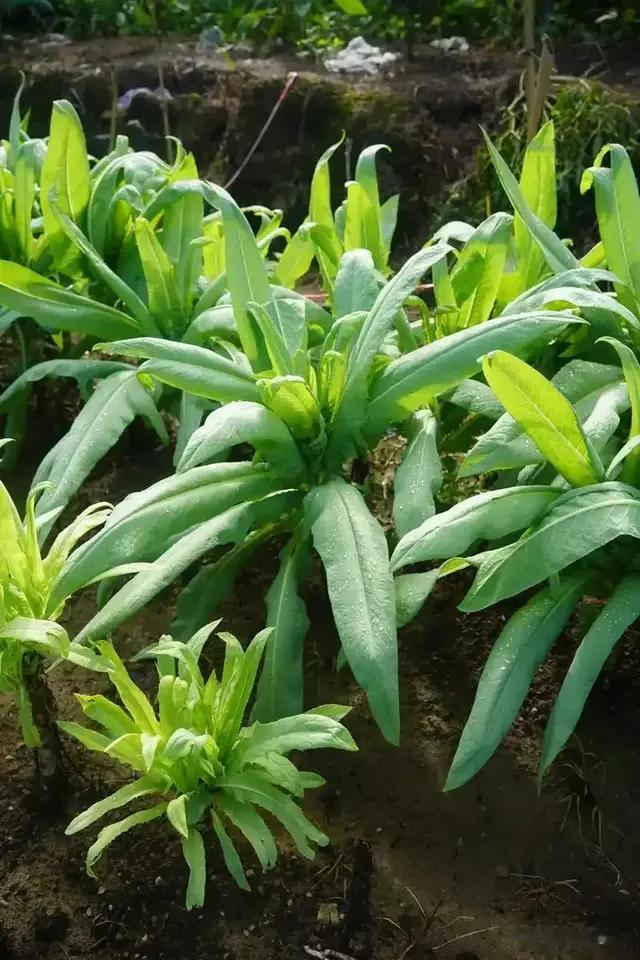 百草谱（六十一）苦苣荬菜