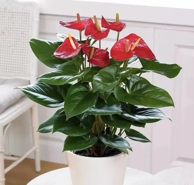 “最旺运”的8种花，此刻种养正当时，雅致富贵双全，你选对了吗