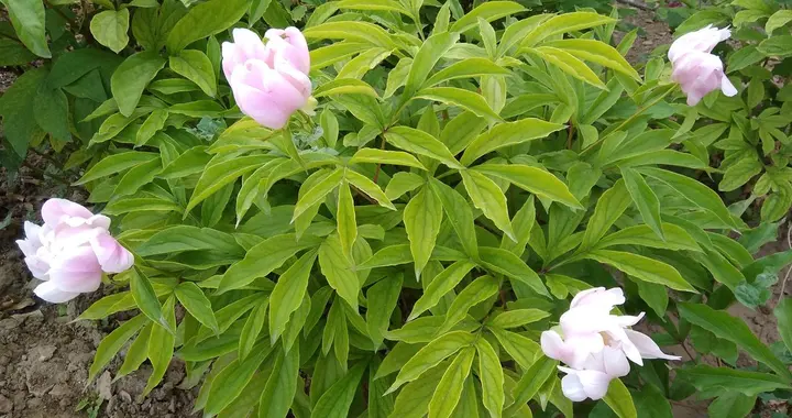 牡丹的春季管理