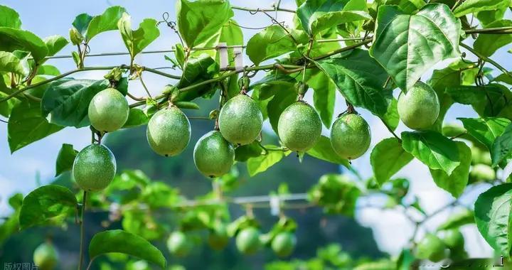 种植百香果最怕什么？