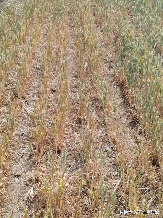 天气持续干旱，小麦丰产或成奢望